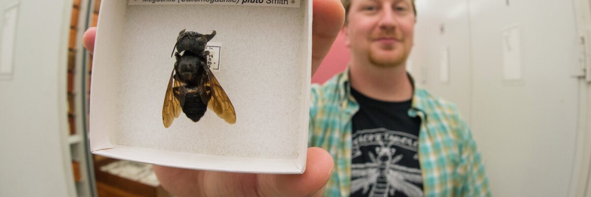 Ученые нашли пчелу-гиганта, которая считалась давно вымершей