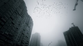 Как многоэтажные здания мешают перелетным птицам?