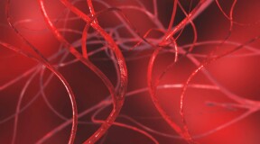 Ученые вырастили кровеносные сосуды из стволовых клеток