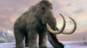 Scientists activate ancient mammoth cells