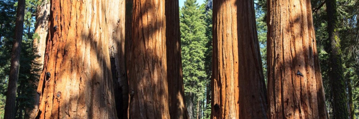 Saplings Cloned from More Than 3,000-year-old Sequoias Planted in California