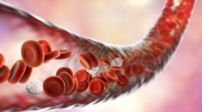 Учёные обнаружили новый тип кровеносных сосудов