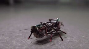 Роботы-тараканы отличаются взаимовыручкой