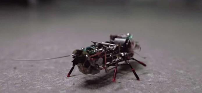 Cockroach robots get their team spirit