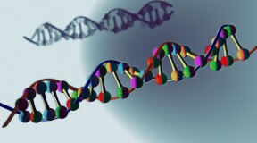 Ген ДНК: самая полная модель