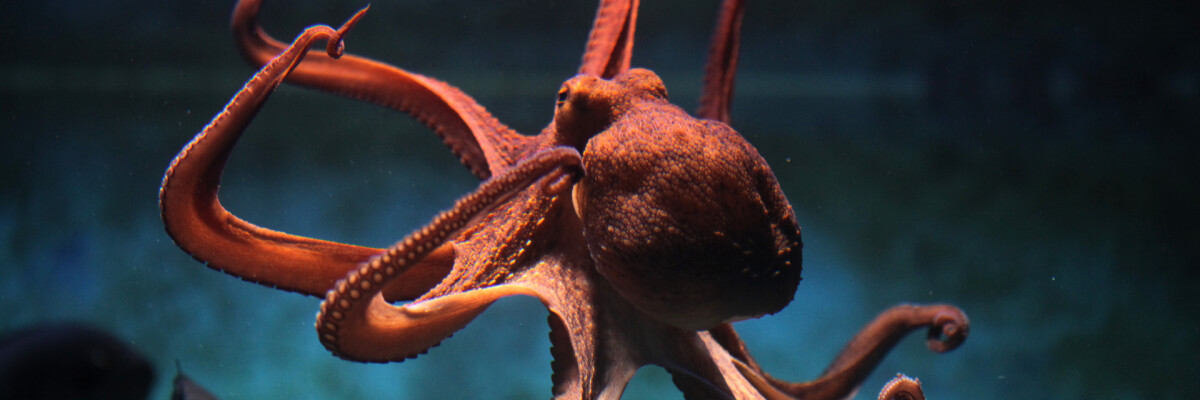 Стали известны новые подробности о нервной системе осьминогов