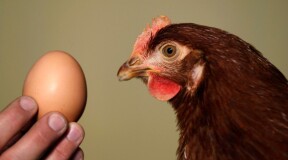 Hens Are Happy: Scientists Find Protein Substitute for Eggs