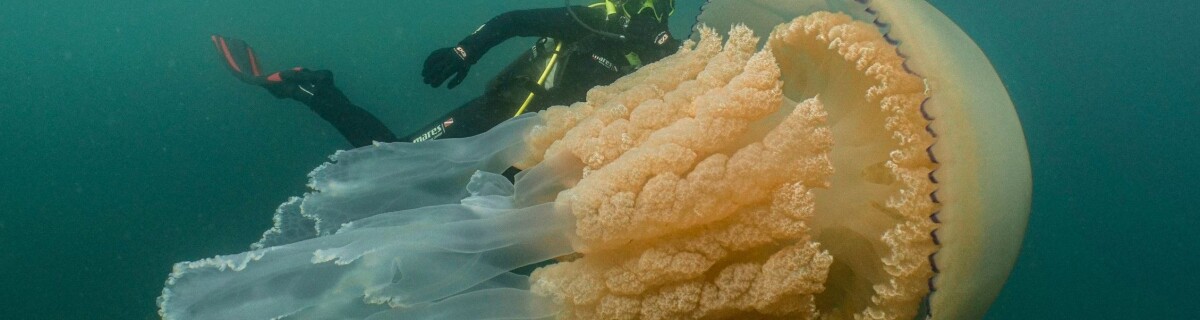 В Соединенном Королевстве обнаружили медузу-гиганта