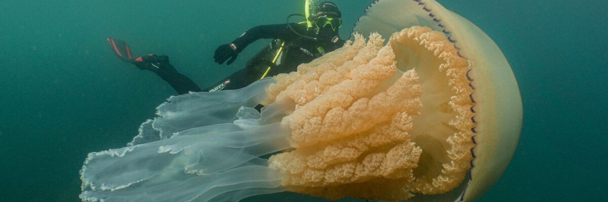 Giant jellyfish discovered in the United Kingdom