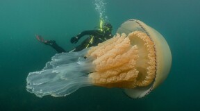 Giant jellyfish discovered in the United Kingdom