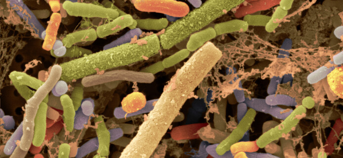 Из-за кесарева сечения у новорожденных формируется неправильным микробиом