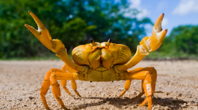 The Pacific Ocean is destroying crabs’ shells