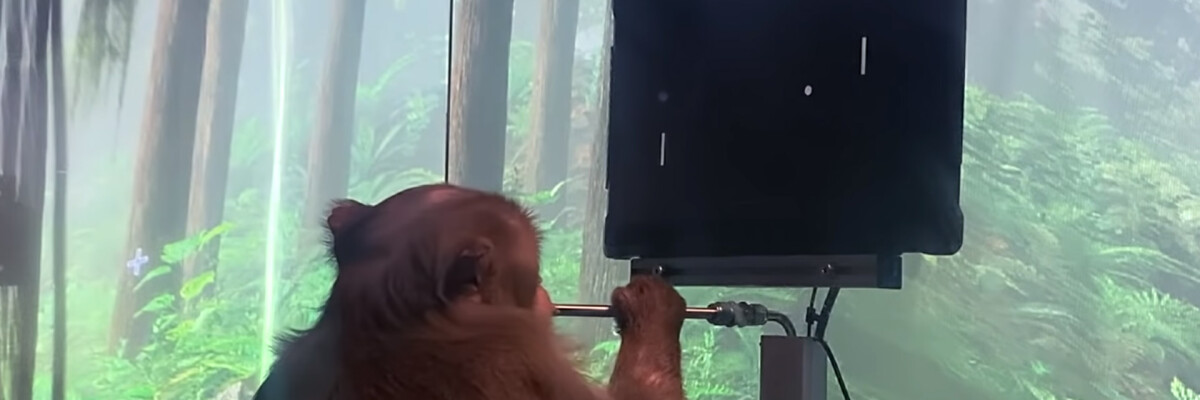 Человек и обезьяна сыграют в пинг-понг силой мысли