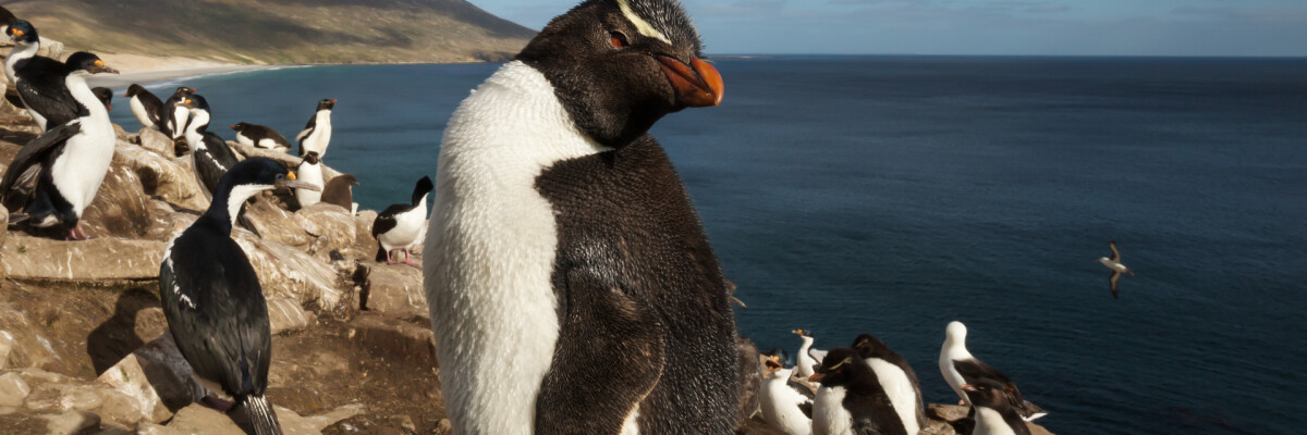 Императорские пингвины под угрозой исчезновения