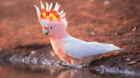 Scientists discover further evidence of the intelligence of cockatoo's  