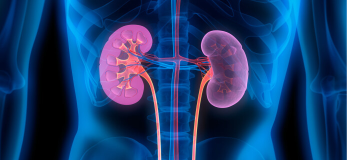 Californian scientists test a unique artificial kidney