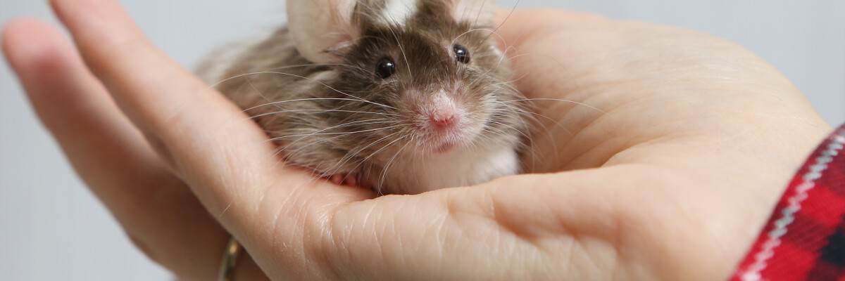 Иглистые мыши могут восстанавливать поврежденный спинной мозг