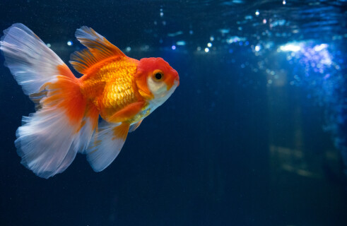 Huge goldfish are threatening Canada's ecosystem