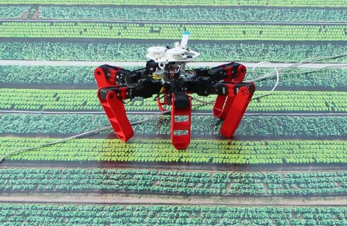 Как муравьи помогают роботу искать дорогу без GPS