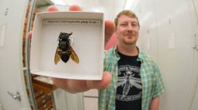 Ученые нашли пчелу-гиганта, которая считалась давно вымершей
