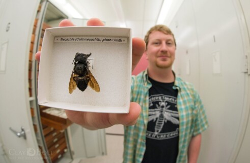 Scientists discover giant bee long feared extinct
