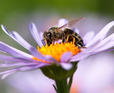Scientists Discover Plants’ Amazing Ability