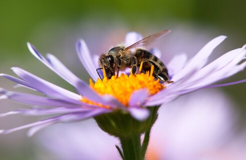 Scientists Discover Plants’ Amazing Ability