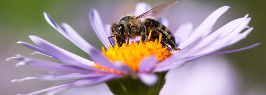 Scientists Discover Plants’ Amazing Ability