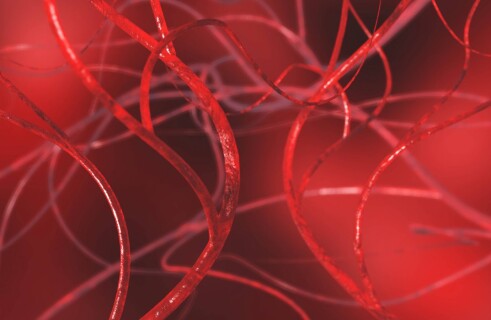 Ученые вырастили кровеносные сосуды из стволовых клеток