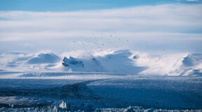 Есть ли жизнь в Антарктике?