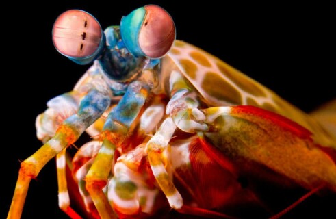 Mantis Shrimp to Help Create an Underwater Gun