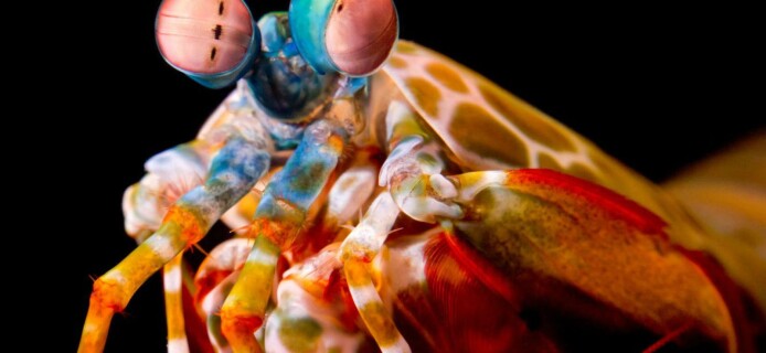 Раки-богомолы помогут создать подводную пушку