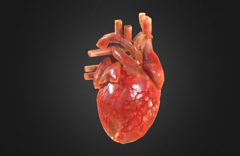 Ученые представили сердце, напечатанное на 3D-принтере