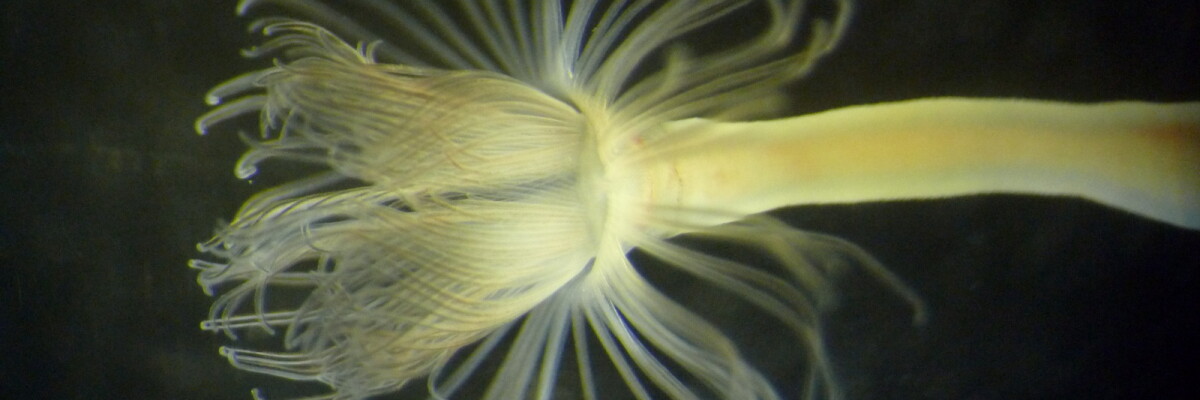 Biologists have discovered mysterious sea larvae which produce unknown-to-science creatures