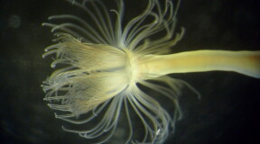 Biologists have discovered mysterious sea larvae which produce unknown-to-science creatures