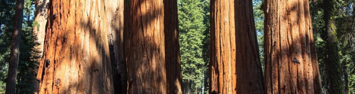 Saplings Cloned from More Than 3,000-year-old Sequoias Planted in California