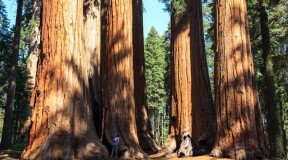 В Калифорнии высадили клоны древних секвой возрастом более 3 тысяч лет