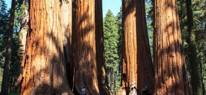 Saplings Cloned from More Than 3,000-year-old Sequoias Planted in California