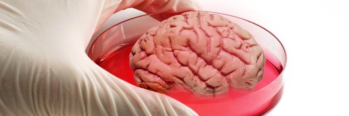 Японским ученым удалось вырастить искусственный мозг