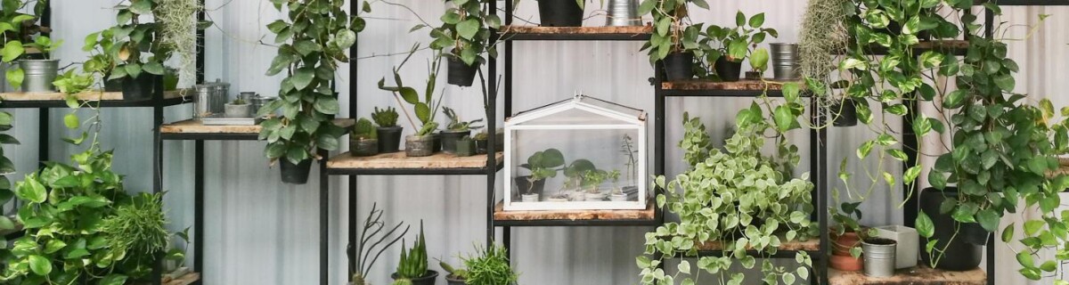 Комнатное растение с геном кролика может очистить воздух от бензола и хлороформа