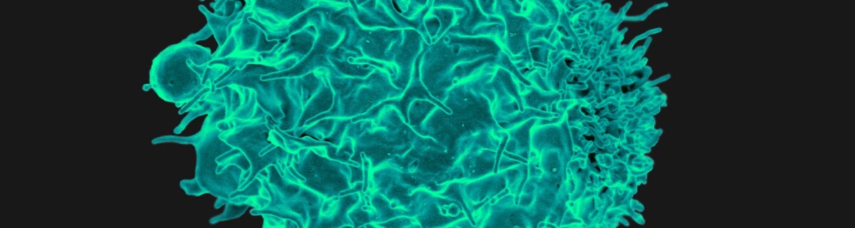 Texas scientists make breakthrough in immune system research