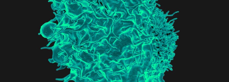 Texas scientists make breakthrough in immune system research
