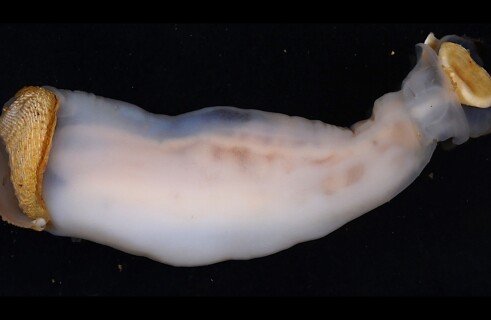 Scientists discover a new kind of worm
