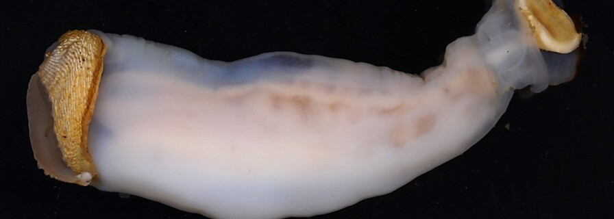 Scientists discover a new kind of worm