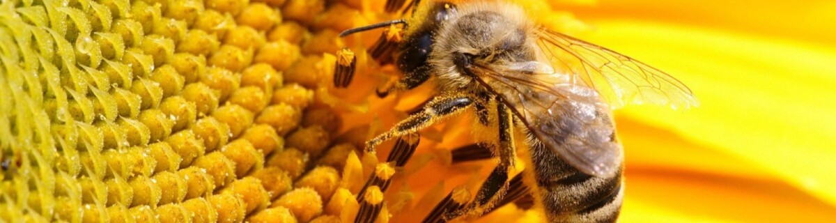 Robot interpreters enable communication between fish and bees