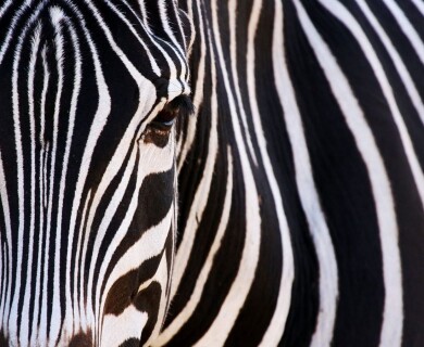 Why would a normal horse need a zebra suit?