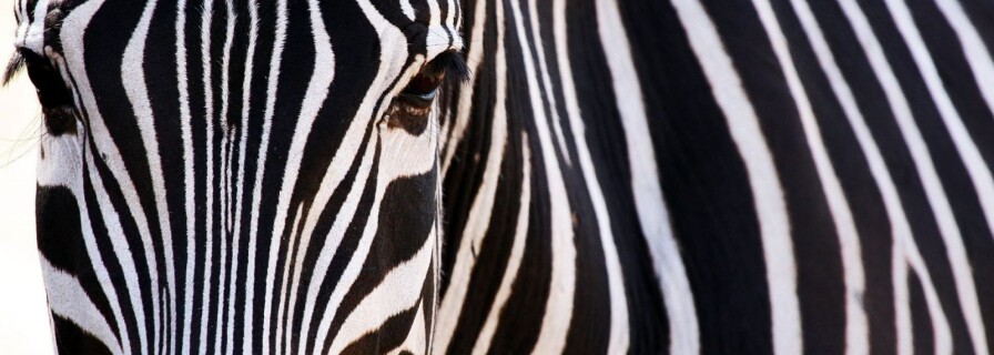 Why would a normal horse need a zebra suit?