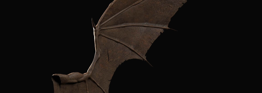 Scientists reveal dinosaur with bat wings