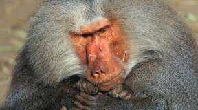 Ученые успешно пересадили свиные сердца бабуинам