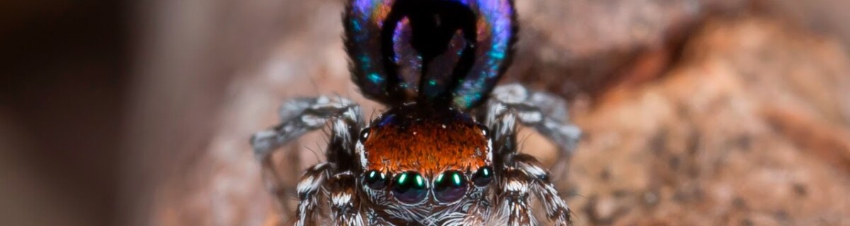 Researchers Explain the Secret of Male Peacock Spider Coloration